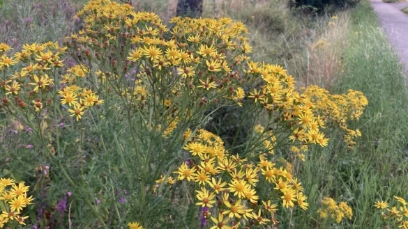 Wenn das Jakobkreuzkraut bl&uuml;ht, wird es von Weidetieren gemieden. Aber im getrockneten Zustand erkennen die Tiere die Gefahr nicht, Rinder und Pferde k&ouml;nnen schwere Lebersch&auml;den davon tragen, wenn sie es mit Heu oder Silage fressen. - &copy; Landwirtschaftskammer