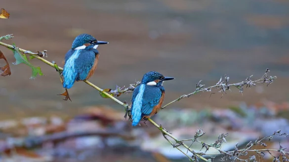 So ein Bild hat Seltenheitswert: J&uuml;rgen Podgorski hat die beiden jungen Eisv&ouml;gel an der Salze in Bad Salzuflen eingefangen. - &copy; J&uuml;rgen Podgorski