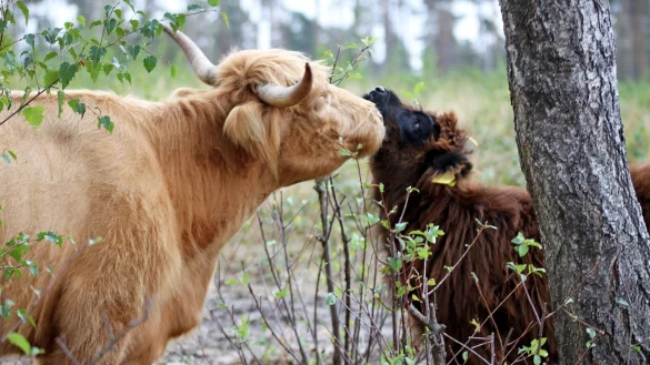 Auch die Wistinghauser Senne mit den Schottischen Hochlandrinder, hier ist auch ein Kalb zu sehen, geh&ouml;rt zu den Punkten, mit denen die Stadt wuchern kann. Archivfoto: Linda Schnepel - &copy; Linda Schnepel