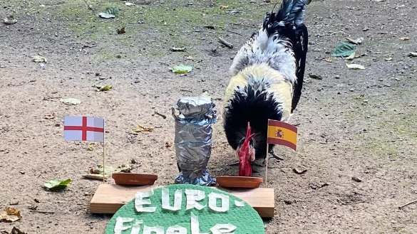 Hahn "Hermann" tippt den Ausgang des EM-Endspiels. Er entscheidet sich f&uuml;r das spanische Futtersch&auml;lchen. Damit ginge der Pokal an den Deutschland-Bezwinger. - &copy; Umweltzentrum Heerser M&uuml;hle