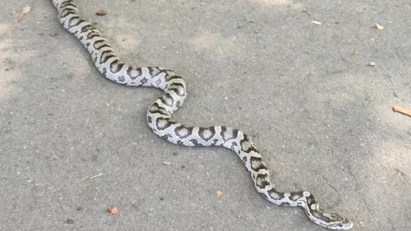 Auf der Lockhauser Stra&szlig;e wurde am Dienstag eine Schlange gesichtet, es ist allerdings nicht etwa eine Tigerpython, wie zun&auml;chst vermutet, sondern wahrscheinlich eine Kornnatter. - &copy; Claudia Schlothauer