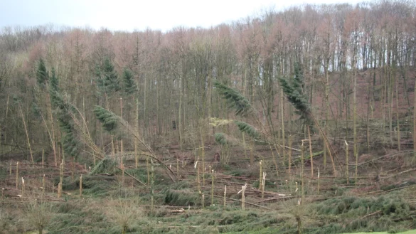 Wald zwischen Wiembeck und Wahmbeckerheide, fotografiert vom Horstweg in Richtung Funkenbruch - der seit dem Orkan gesperrt ist - &copy; Marlen Grote