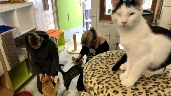 Sarah-Marie Schulte vom Bundesfreiwilligendienst (links) und Tierpflegerin Freddy van der Hoeven spielen im Katzenhaus mit den Katzen. Foto: Sven Kienscherf - &copy; Sven Kienscherf