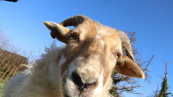 Nelly ist neugierig, was es da Neues auf der Weide gibt. - &copy; Birgit Guhlke