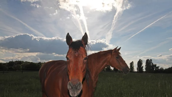 Die Museumstiere bleiben, solange es das Wetter zul&auml;sst, auf den Weiden, so wie die Senner Pferde. - &copy; LWL/J&auml;hne