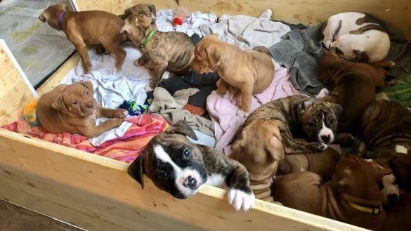 14 kleine Welpen auf einen Schlag - &copy; Sven Kienscherf