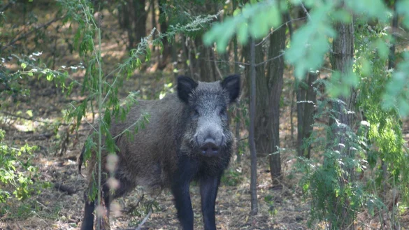Wildschweine vermehren sich im Kreis Herford rasant. - &copy; Pixabay