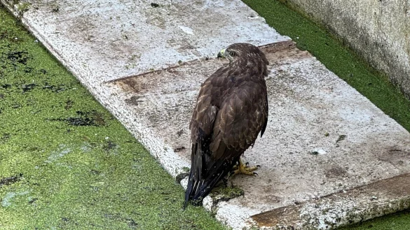 Patschnass und erst mal flugunf&auml;hig: Die Feuerwehr Blomberg hat einen M&auml;usebussard aus einem G&uuml;llebeh&auml;lter gerettet. - &copy; Feuerwehr Blomberg