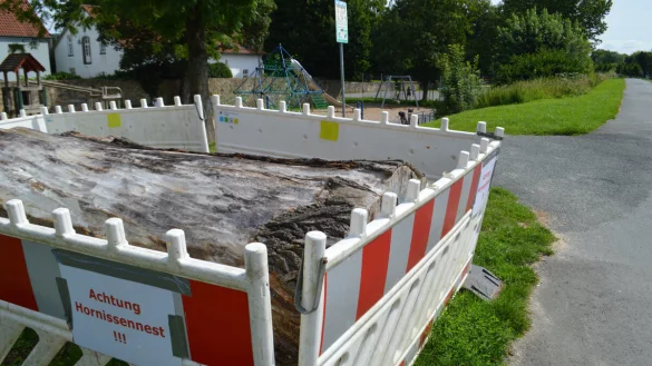 Die Stadt Lemgo hat ds Hornissennest am Langenbrücker Tor abgesperrt. - © BUND Lemgo