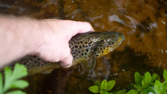 Der Bestand der Bachforellen in Werre, Bega und Salze ist gef&auml;hrdet. - &copy; Symbolbild: Pixabay