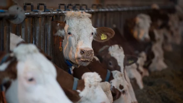 Die Tierschutzorganisation Peta erhebt Vorwürfe gegen Rinderhalter aus dem Kreis Höxter. - © Verwendung weltweit