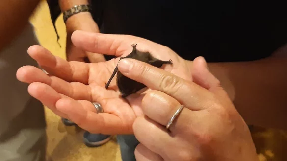 Die Besucher durften den Herzschlag einer Fledermaus mit den Fingern ersp&uuml;ren. - &copy; Uwe Vogel