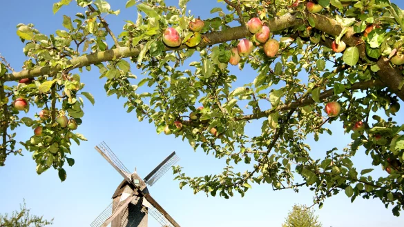 Im LWL-Freilichtmuseum wird Obst versteigert. - © LWL/Robin Jähne