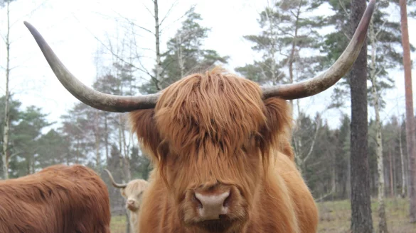 Ihre Heimat ist das Naturschutzgroßprojekt: Hochlandrinder in der Senne - © Martin Hostert
