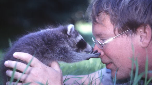 In seinen Anfangsjahren als Tierfilmer waren Waschb&auml;ren noch nicht so eine Plage wie heute. Robin J&auml;hne hat dieses Waisenkind hier mit der Hand aufgezogen und von klein Wotan eine Menge gelernt. Sp&auml;ter bekam der Vierbeiner ein neues Zuhause in einem Tierpark. - &copy; Robin J&auml;hne