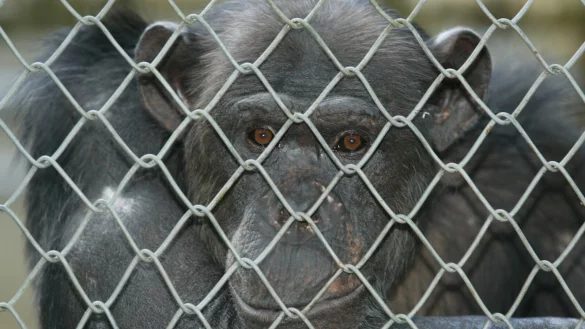Der Biss eines ausgebüxten Affens aus dem Kalletaler Tierpark war auch schon Thema vor Gericht. - © Wolf Scherzer