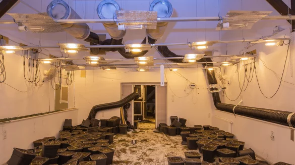 Nach intensiven Ermittlungen stellte die lippische Polizei im Sommer 2023 insgesamt 441 Marihuana-Pflanzen in einem leerstehenden Mehrfamilienhaus am Rosenhagen in Leopoldsh&ouml;he sicher - &copy; Kreispolizeibeh&ouml;rde Lippe