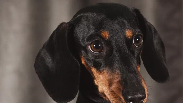 Bei den aktuellen Temperaturen kann ein Hund im Auto den Hitzetod sterben. - © Pixabay