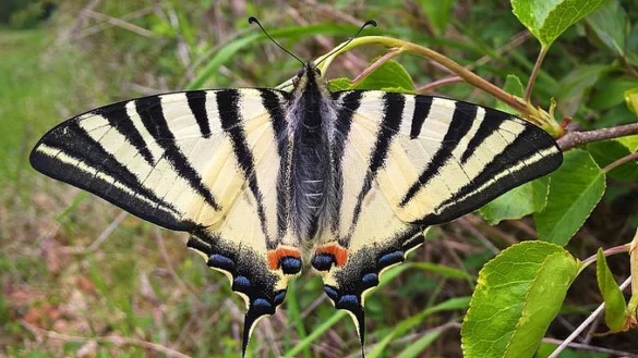 Der Segelfalter weist eine auff&auml;llige F&auml;rbung auf. Seine Fl&uuml;gelspannweite liegt zwischen 60 und 80 Millimeter. 
Foto: Karl-Heinz Fuldner / naturgucker.de - &copy; Karl-Heinz Fuldner / naturgucker.de