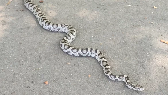 Die Schlange wurde am Schulzentrum Aspe gesichtet. - &copy; Claudia Schlothauer