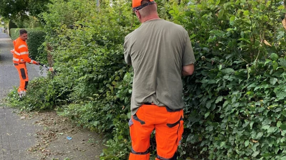 Christian Lehmkuhl und Nils Wedegärtner vom Grünflächen-Team „Ost“ der Stadt Detmold schneiden eine wuchernde Hecke. - © Stadt Detmold