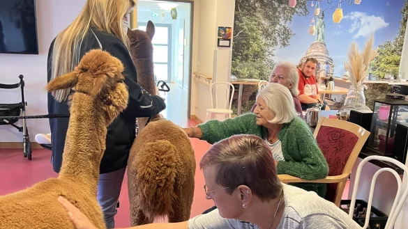 Unvergessliche und anregende Stunden: Beim Tag der Tiere sind auch Alpakas zu zu Besuch. - &copy; Kreissenioreneinrichtungen Lippe GmbH