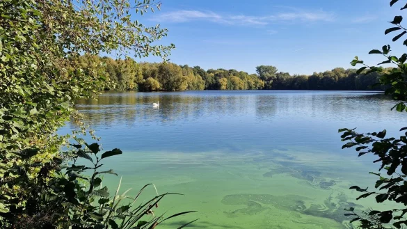 Der Schwan nach seiner Auswilderung auf dem See. - &copy; Quelle: Kreis Lippe