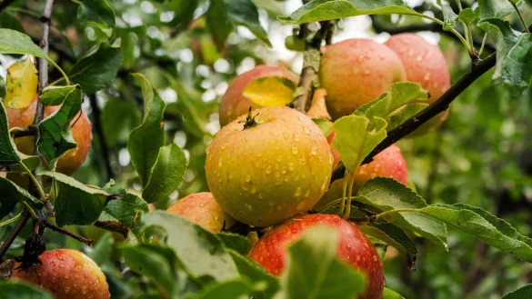 &Auml;pfel sind gesund und gerade die &auml;lteren Sorten bieten viele Vitamine. - &copy; pixabay