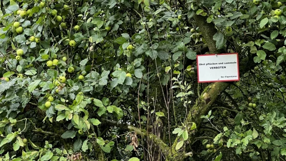 Spazierengehen ist in der Apfelstra&szlig;e erlaubt, Obst mitzunehmen jedoch nicht, auch wenn die B&auml;ume noch so voll h&auml;ngen. An dem grunds&auml;tzlichen Verbot hat sich nichts ge&auml;ndert. Foto: Hermann Schmidt - &copy; Hermann Schmidt