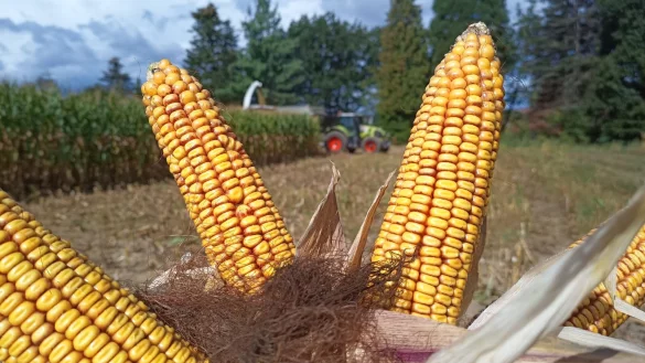 Der Mais reifte in diesem Jahr sehr fr&uuml;h ab und f&uuml;hrte zu fr&uuml;hzeitigem
Erntebeginn schon im August. Die Ertr&auml;ge fallen je nach Standort und Regenmenge
sehr unterschiedlich aus. - &copy; Bernd Walkenhorst