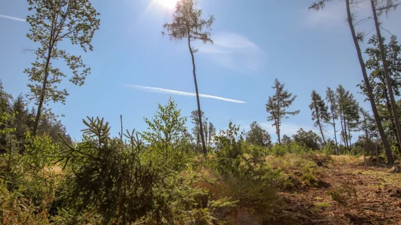 Rund 1100 Setzlinge solle gepflanzt werden, darunter Elsbeeren und Wildobst. - &copy; Landesverband Lippe