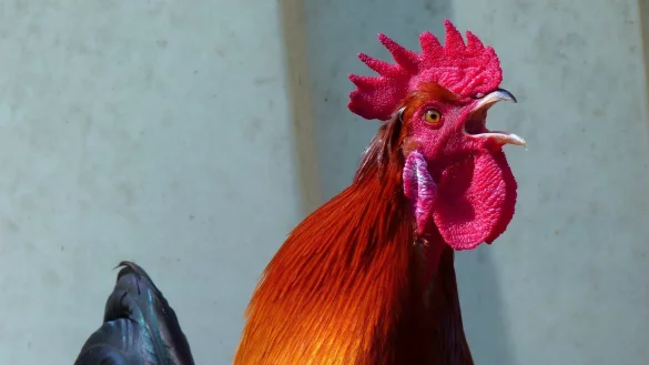 Ein Hahn kr&auml;ht munter drauf los. Ein Artgenosse aus Bad Salzuflen ist einmal mehr ein Fall f&uuml;r das Amtsgericht Lemgo gewesen. - &copy; Symbolbild: Pixabay