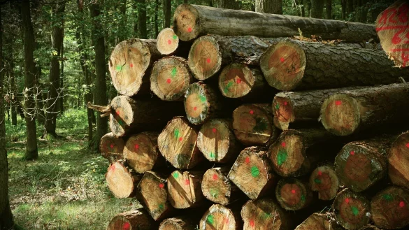 Holz ist derzeit ein gefragter Rohstoff zum Heizen. St&auml;mme oder &Auml;ste aus dem Wald mitzunehmen, ist jedoch nicht erlaubt. - &copy; Foto: Pixabay