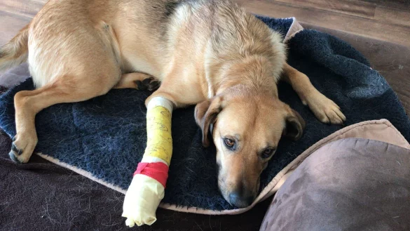 Tierbesitzer müssen beim Veterinär bald deutlich mehr zahlen. Die neue Gebührenverordnung ab dem 22. November sieht für fast alle Leistungen beim Tierarzt Preissteigerungen vor. Da wird für eine Wunde am Hundebein gleich ein hoher dreistelliger Betrag fällig. - © Seda Hagemann