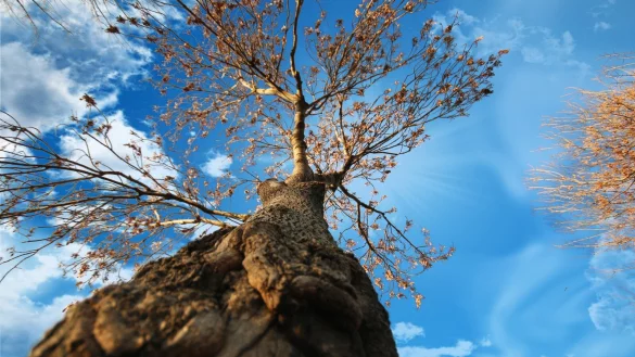 Die SPD m&ouml;chte, dass f&uuml;r alle nicht mehr vorhandenen B&auml;ume neue nachgepflanzt werden. - &copy; Symbolfoto: Pixabay