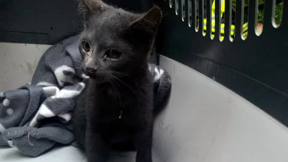 Der kleine Abenteurer hat seinen Ausflug unverletzt &uuml;berstanden. - &copy; Feuerwehr Bad Salzuflen