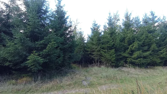 Ein weiterer Standort neben einem Grasweg. Er befindet sich an der Einm&uuml;ndung einer schmalen Forstschneise und ist mit einem Markierungspfosten gekennzeichnet - &copy; Foto: Volker Ammer