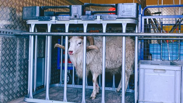 Sicher verwahrt wartete das Tier auf den Abtransport. - &copy; Feuerwehr Detmold