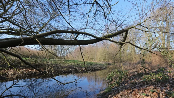 Das Naturschutzgebiet Windwehe in Leopoldsh&ouml;he. Hier engagiert sich die &ouml;rtliche NABU-Gruppe bereits und will mit neuen Kleingew&auml;ssern sogenannte Trittsteinbiotope schaffen.&nbsp; - &copy; Martin D&uuml;sterberg