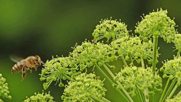 Das LWL-Freilichtmuseum Detmold bietet weitere Onlinekurse an, so auch zum Bau von Nisthilfen. - &copy; LWL/J&auml;hne