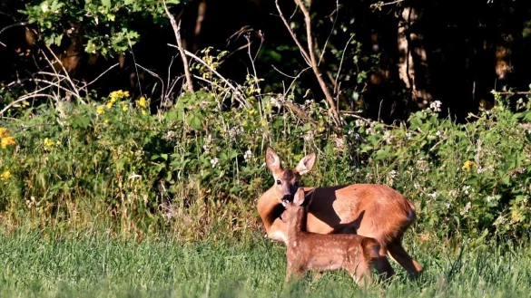 Rehwild - &copy; Pixabay