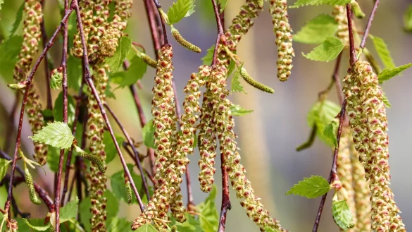 Die Birke geh&ouml;rt zu den fr&uuml;h bl&uuml;henden B&auml;umen und startet aktuell durch - sehr zum Leidwesen vieler Pollenallergiker. - &copy; Pixabay