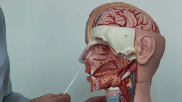 Der Selbsttest: Das St&auml;bchen wird zwei bis vier Zentimeter vertikal in die Nase eingef&uuml;hrt. - &copy; Silke Buhrmester