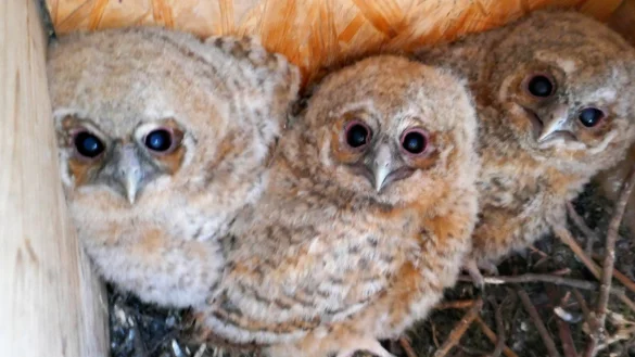 Niedliche Kirchenbewohner haben sich im Turm der Alexanderkirche eingenistet. Als den Natursch&uuml;tzern dieses seltene Foto gelang, war die Mutter der kleinen Waldk&auml;uze gerade auf Futtersuche. Mittlerweile sind alle ausgeflogen. - &copy; NABU Oerlinghausen