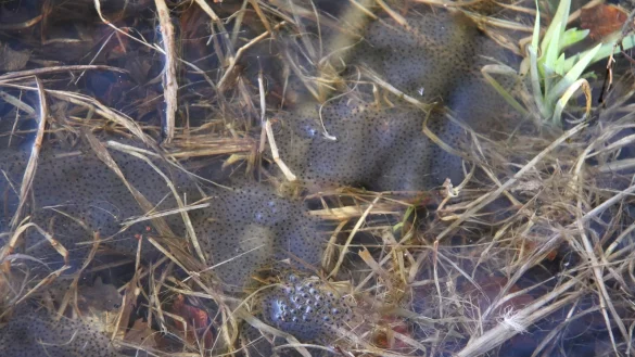 Bild 3: Die ersten Fr&ouml;sche haben sich in den neuen Amphibienteich eingefunden und dort gelaicht.&nbsp; - &copy; Landesverband Lippe