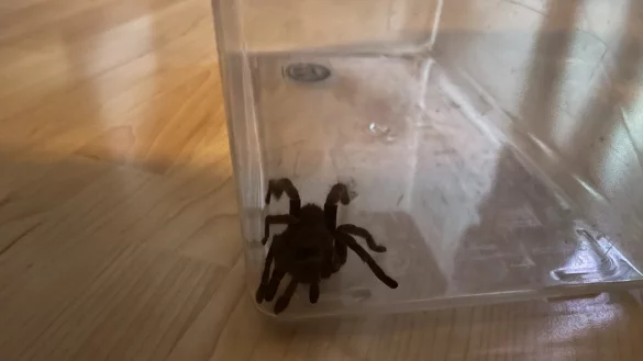 Mit einer durchsichtigen Kiste wurde die Vogelspinne eingefangen. - &copy; privat