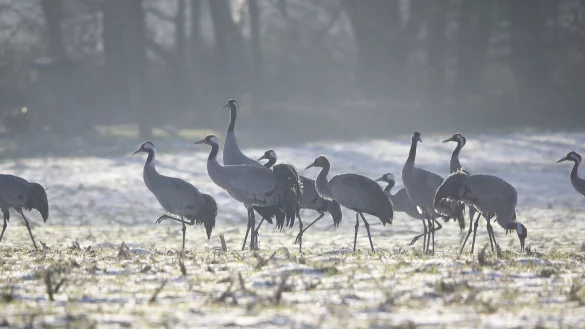 Das Foto entstand fr&uuml;hmorgens mit einem gro&szlig;en Teleobjektiv aus dem Auto heraus, um die scheuen Tiere nicht stressen. - &copy; Roland Th&ouml;ring