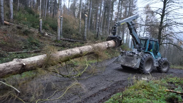 Die Gr&uuml;nen fordern Ersatzpflanzungen im Verh&auml;ltnis 3:1 bei Baumf&auml;llungen.&nbsp; - &copy; Raphael Bartling