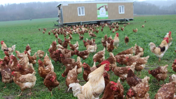 Sichtlich wohl f&uuml;hlen sich die H&uuml;hner auf der Wiese vor den Toren Detmolds. Das Mobil wird immer wieder umgesetzt, damit die Tiere frisches Gr&uuml;n haben. - &copy; Astrid Sewing