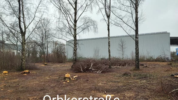 Gefällte Birken auf einer Fläche an der Orbker Straße: Nach dem letzten Sturm hat die Stadt hier die Säge ansetzen lassen.
 - © Helmut Krüger